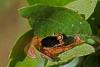 Cryptocephalus sp.